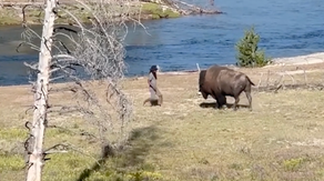 Watch: Man taunts, moves dangerously close to bison in Yellowstone National Park